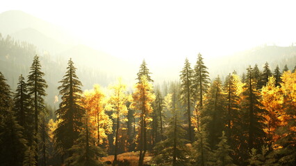 Fototapeta premium A Majestic Forest Shrouded in Mystical Fog