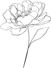 Peony flower sketch hand drawn with single line, detailed petals and leaf. Vector illustration