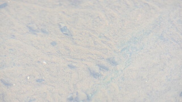 Little snail glides through the water.  Its movement leaves marks on the sand. Its small shell is visible as it traverses the aquatic environment with silent determination. snail inside the water.
