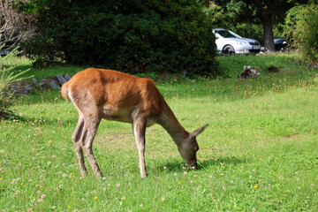 Roe deer grazing in the early evening in Tatranska Lomnica, High Tatras, Slovakia.