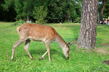 Roe deer grazing in the early evening in Tatranska Lomnica, High Tatras, Slovakia.