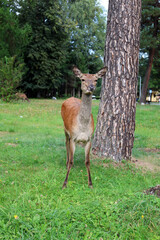 Roe deer grazing in the early evening in Tatranska Lomnica, High Tatras, Slovakia.