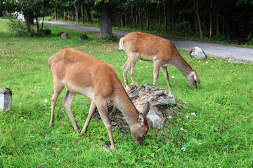 Roe deer grazing in the early evening in Tatranska Lomnica, High Tatras, Slovakia.