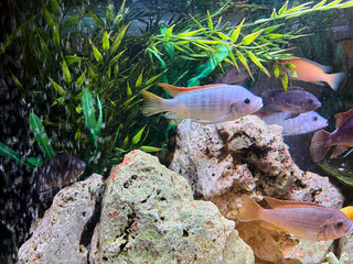 Cichlids are a family of fish that are very popular in aquariums.