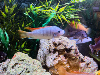 Cichlids are a family of fish that are very popular in aquariums.