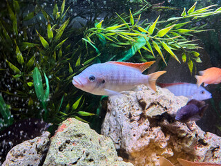 Cichlids are a family of fish that are very popular in aquariums.