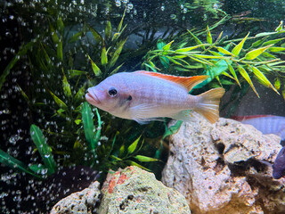 Cichlids are a family of fish that are very popular in aquariums.