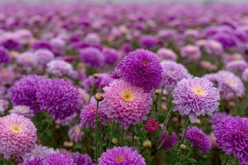 Obraz premium Field of purple and pink chrysanthemum flowers with blurred backdrop, close-up