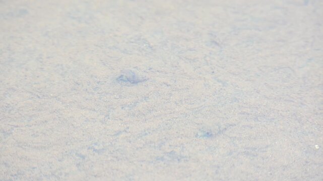 Little snail glides through the water.  Its movement leaves marks on the sand. Its small shell is visible as it traverses the aquatic environment with silent determination. snail inside the water.
