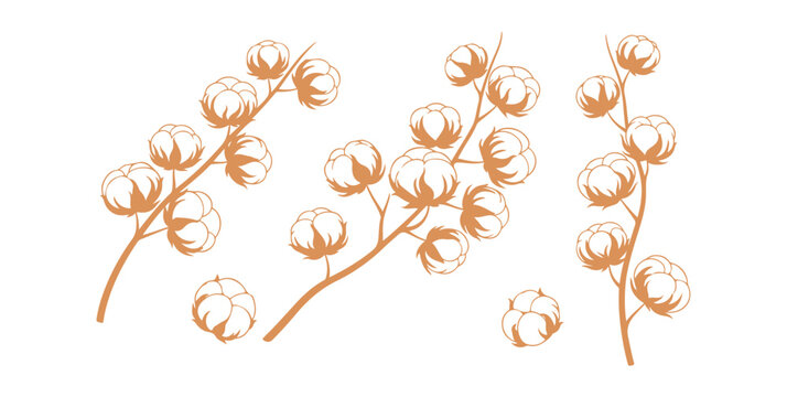 Collection of cotton flower artwork for nature-themed design elements

