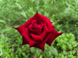 Top view, Single pure red roses flower blossom bloom blurred background for design stock photo. beauty of natural flowers, Floral summer, plants, day