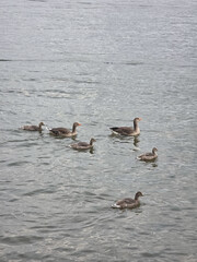 Family of geese swimming calmly across the water surface
