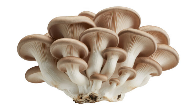 Cluster of Oyster Mushrooms with Gills Visible isolated on a transparent background