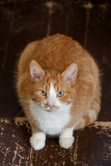 A high-angle portrait of a ginger and white cat sitting on a worn, dark wooden floor. The feline looks up at the camera with green eyes, conveying a sense of curiosity, innocence in a rustic setting.
