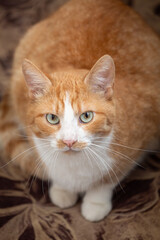 A vertical, high-angle close-up of a ginger and white cat sitting on a brown patterned background. The cat looks directly up at the lens with clear green eyes and long white whiskers