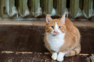 A beautiful ginger and white cat sits on a dark, scratched wooden floor in an older home. The cat looks directly at the camera with green eyes, posed in front of a vintage cast-iron radiator.