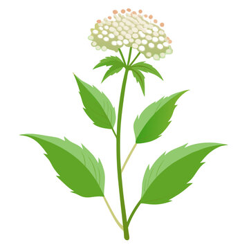 eupatorium perfoliatum boneset