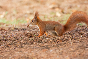 squirrel in the park