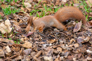 squirrel eating a nut