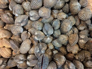 a pile of freshly harvested cockles, a type of saltwater clam with ribbed, heart-shaped shells