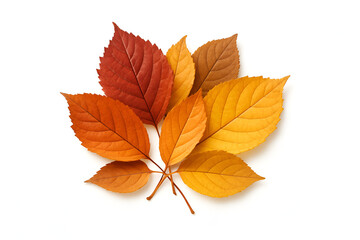 Fototapeta premium Cluster of colorful autumn leaves including red orange and yellow foliage isolated on white background for fall season nature design