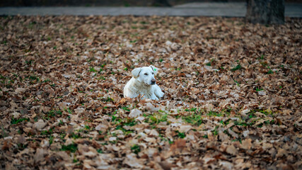 White dog sitting among autumn leaves in the park