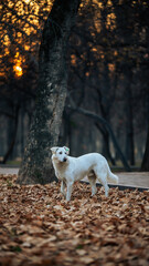 White dog standing on a park path in autumn