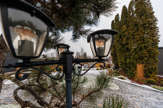 A three headed wrought iron lantern stands by pine boughs near a snowy cobblestone path in a temperate residential garden during overcast daylight, late autumn.