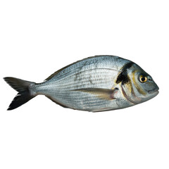 Fototapeta premium Fresh whole sea bream, also known as gilt-head bream or dorada, with shimmering scales, presented horizontally on a transparent background. background removed