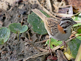 Close-up of a Passer domesticus bird in its natural habitat. Sparrow, a common bird throughout Brazil. Photo taken on a summer day on the coast near Bertioga.