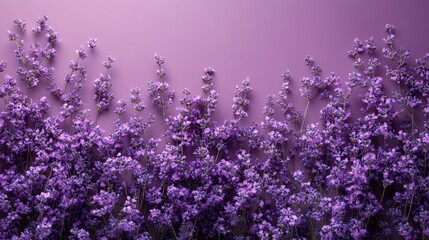 A dense collection of vibrant purple lavender flowers creates a rich, textured image against a gradient background. Perfect for designs related to nature, beauty, relaxation, or wellness.