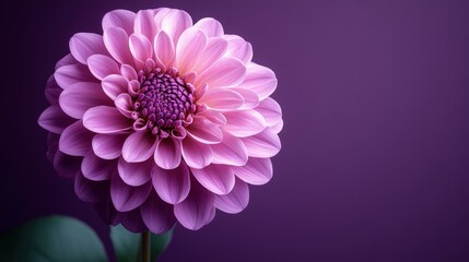 A vibrant pink dahlia flower stands out against a deep purple background, showcasing its intricate petals and rich color.