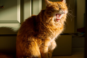 Ginger cat yawning widely, mouth open, showing its teeth and tongue while soaking up the warm sunbeam indoors, representing relaxation, comfort, and the daily life of a domestic pet