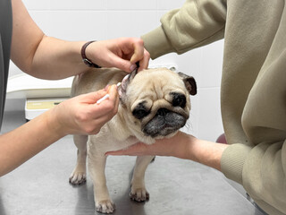 A pug at a veterinarian's appointment at a veterinary clinic. A veterinarian cleans the pug's ears.