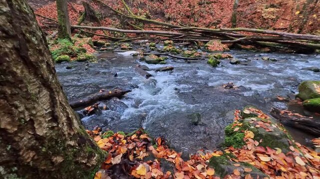 Crystal clear river water streaming through a beautiful woodland environment during fall, with colorful fallen leaves covering mossy stones and fallen logs scattered across the creek