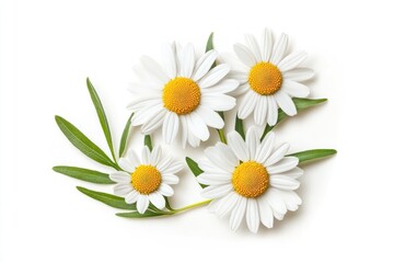 Obraz premium A vibrant field of daisies with green stems and yellow centers, set against a backdrop of a clear blue sky and a distant tree line.