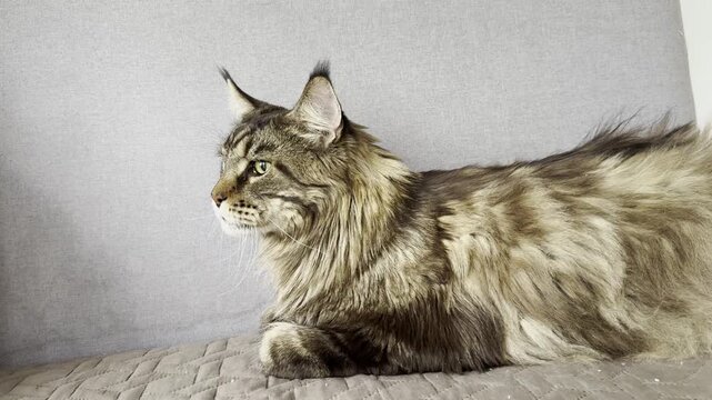 Maine Coon cat lies tensely on a couch, looking alert and uneasy, as if anxious or stressed during a