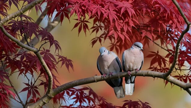 tortore su ramo di acero rosso