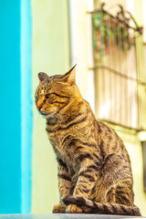 A homeless cat sits against the backdrop of colorful houses in the Balat district.
