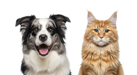 Close up of a dog and a cat on transparent background