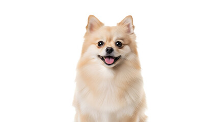 Close up of a smiling pomeranian dog on transparent background