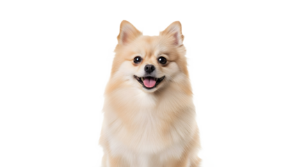 Close up of a smiling pomeranian dog on transparent background