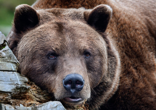 A close up of a Brown Bear (Eurasian Brown bear) resting against tree trunk