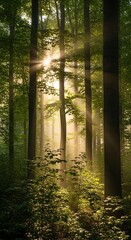 Fototapeta premium Morning sunlight filtering through tall trees in a peaceful woodland.