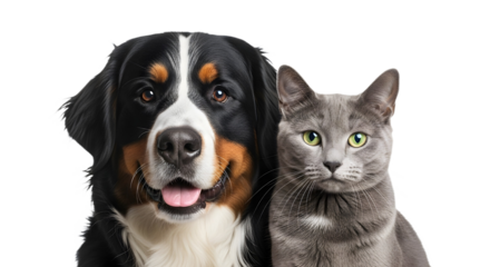 A dog and a cat posing together in close proximity on transparent background