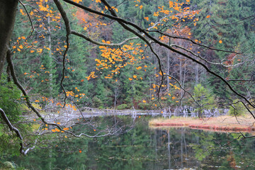 autumn branch ower lake water surface