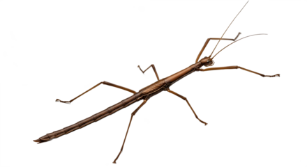 A brown stick insect on transparent background 