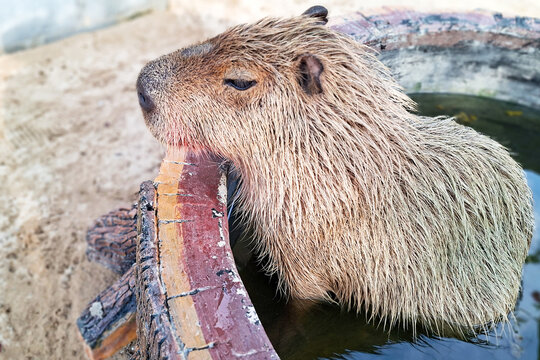 Close Up Portrait Of A Cute Capybara Resting Outdoors With A Relaxed Expression