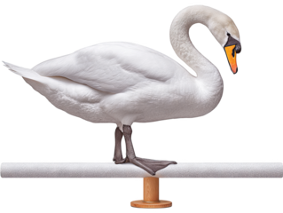 Elegant Swan Balancing Gracefully on a Bar, Showcasing Its Majestic Posture and Striking Plumage isolated on transparent background 