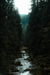 A mountain stream flowing between spruces.